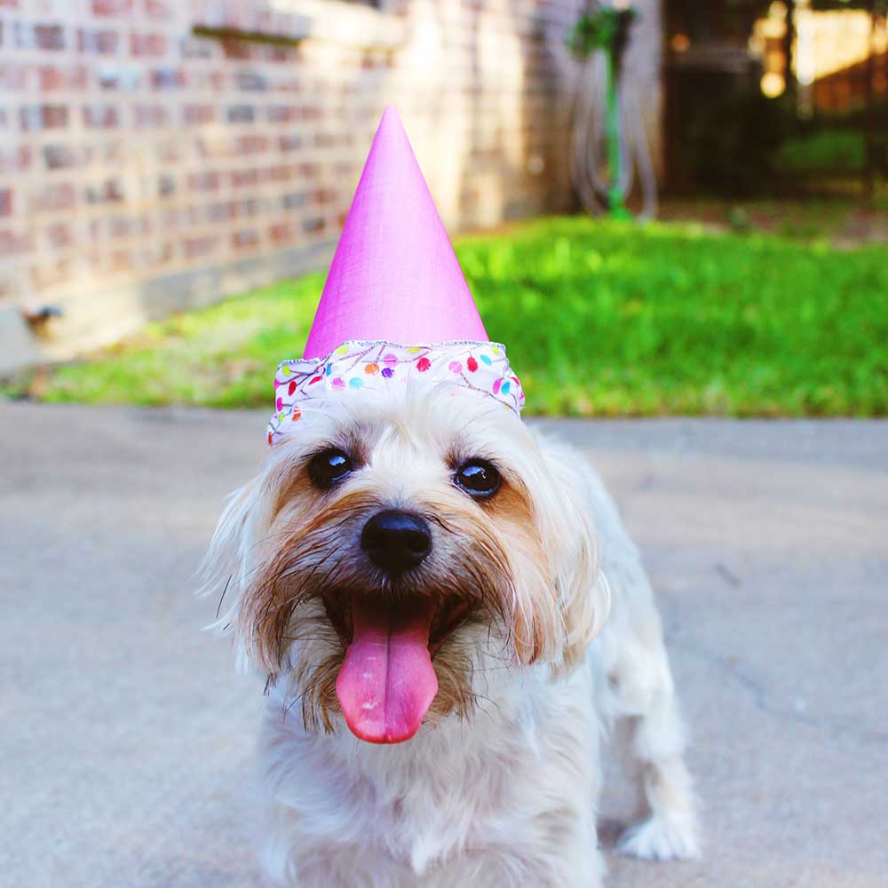 dog with pink kids birthday party hat